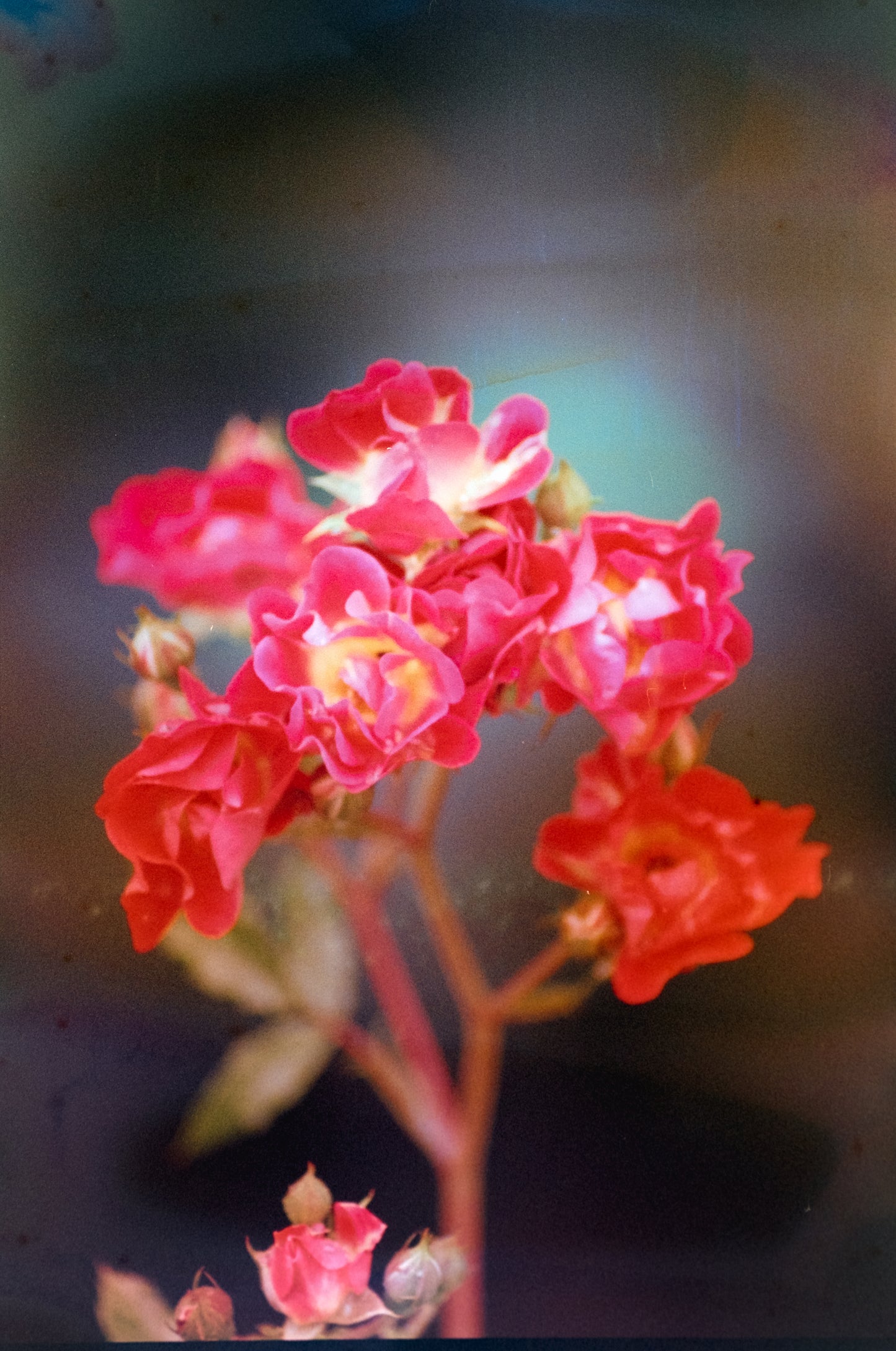 Film Developing & Scanning